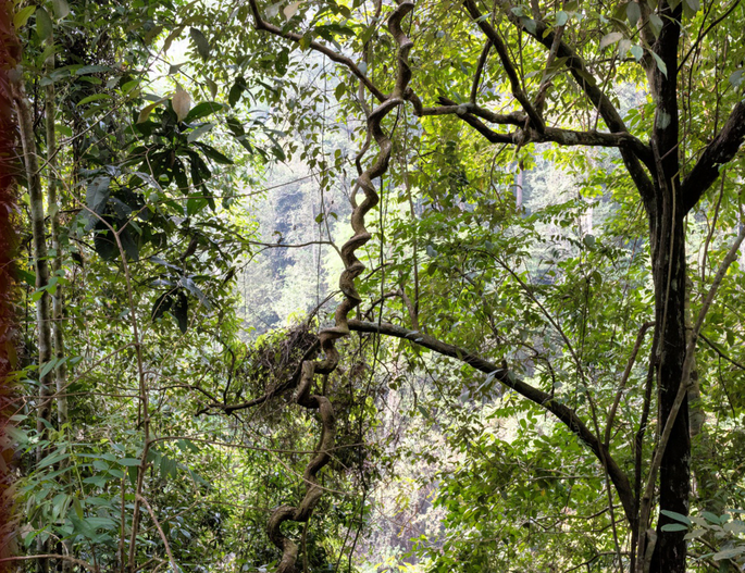 Screenshot 2020-11-24 at 4.09.09 PM