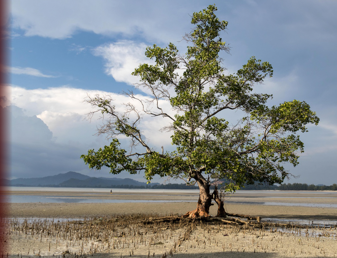 Screenshot 2020-11-24 at 4.09.49 PM