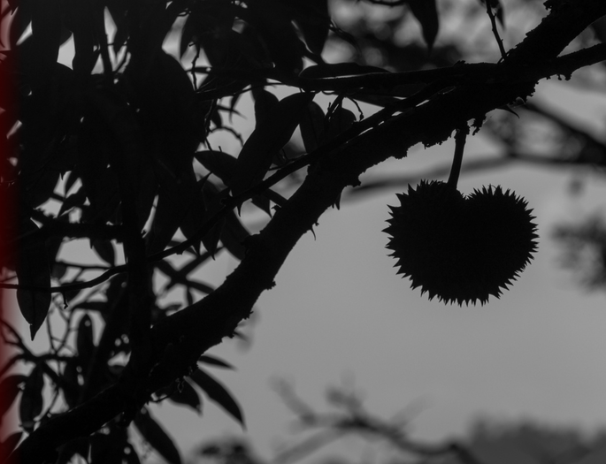 Screenshot 2020-11-24 at 3.30.14 PM