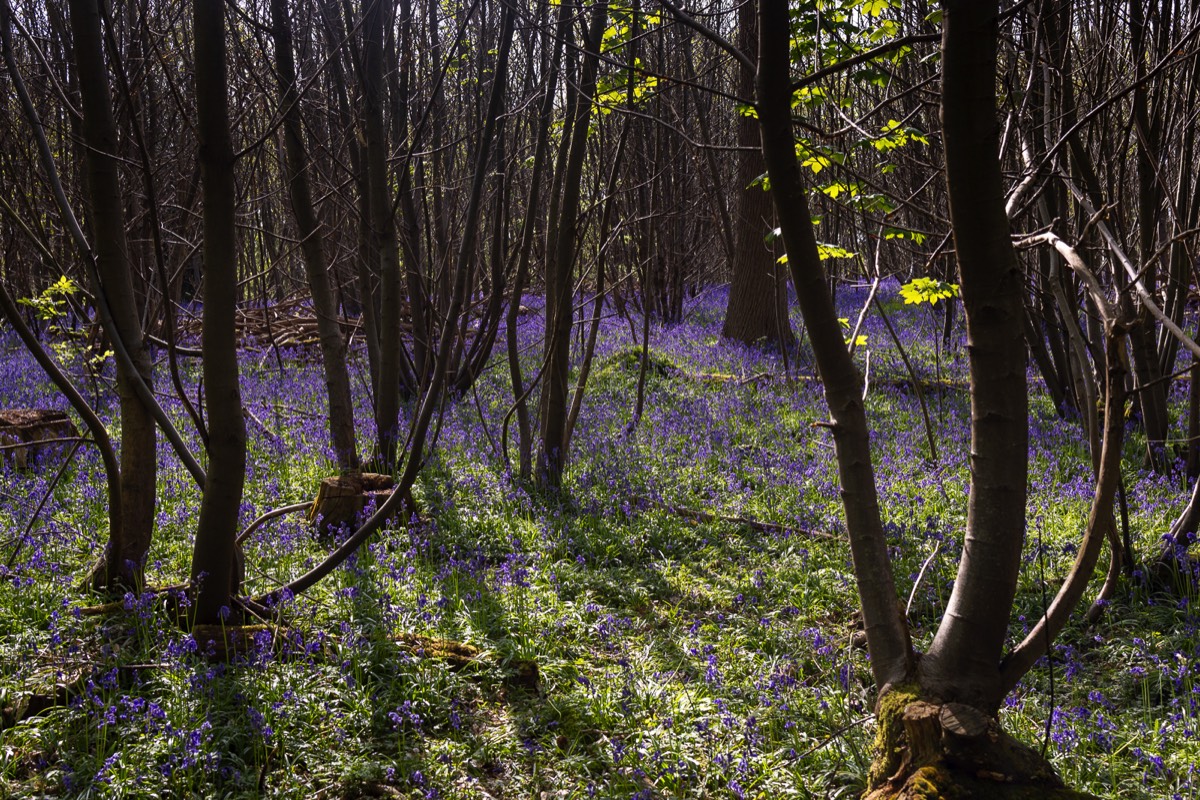 Stacks Image 1580