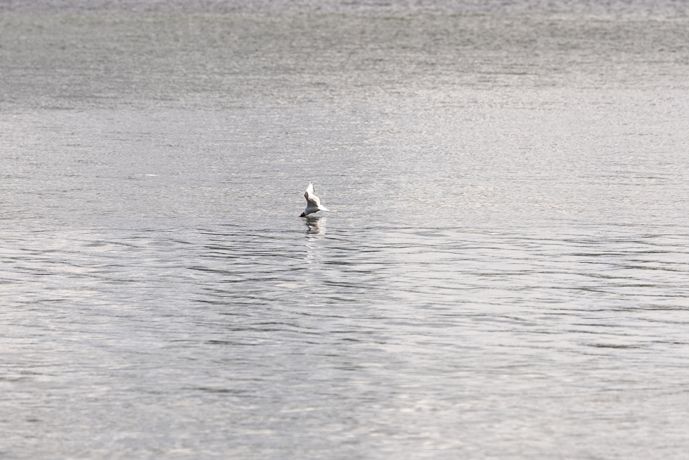 Stacks Image 522