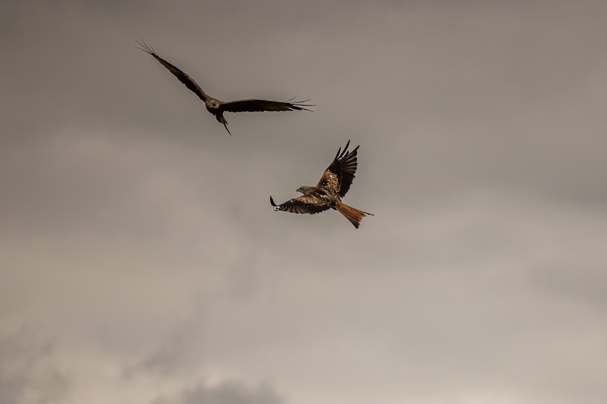 Stacks Image 930