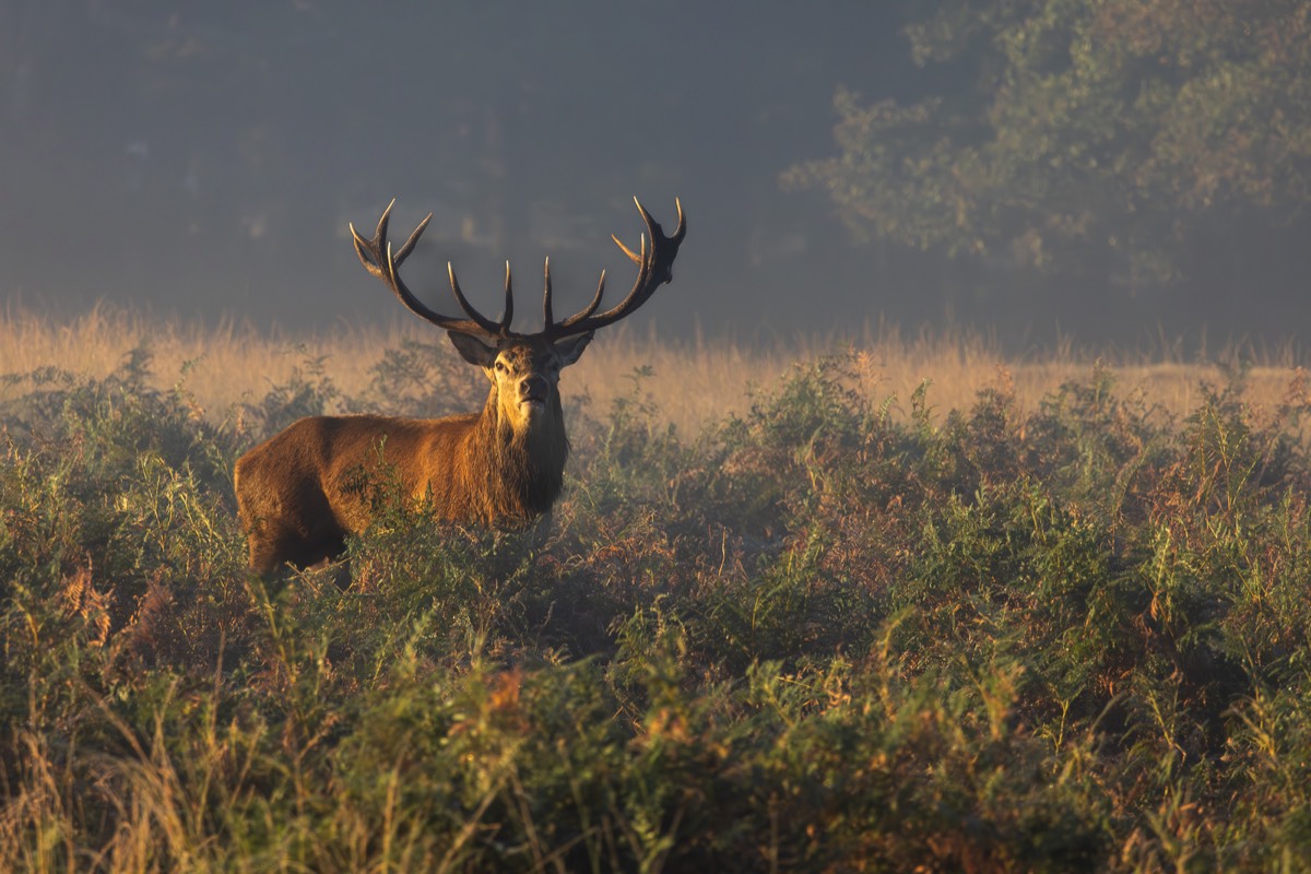 Stacks Image 1168
