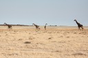IMG 5438